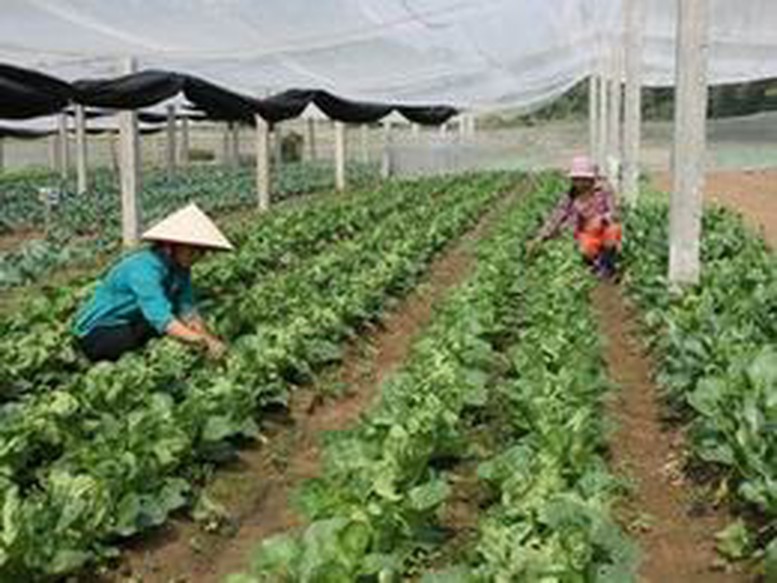 Quảng Ninh cấp phát 5.000 kg giống hạt rau hỗ trợ khắc phục bão lũ